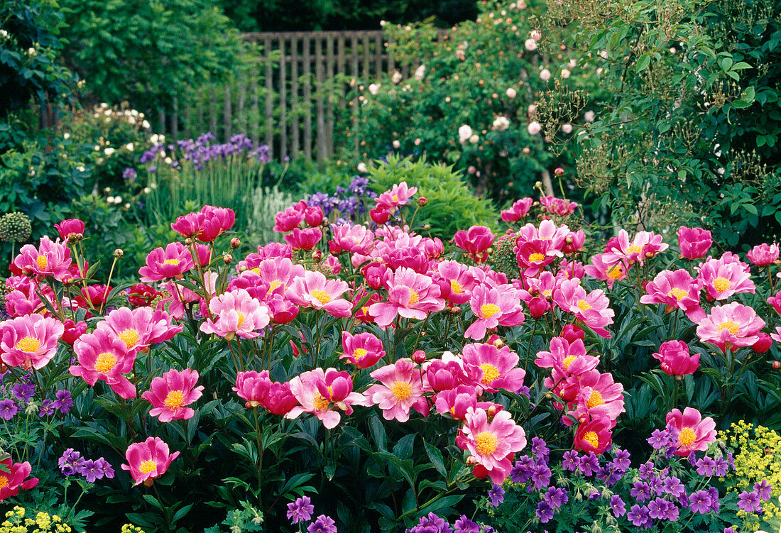 Paeonia lactiflora 'Lady Wolseley' (Peony) BL01