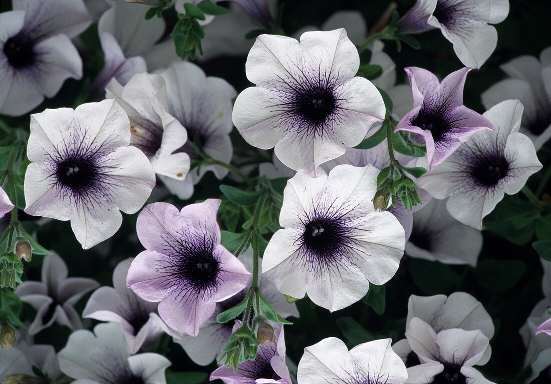 Petunia hybr. Surfinia Blue Vein Bl.00