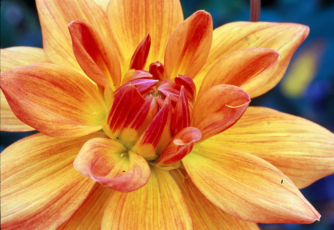 Water lily flowering dahlia (Dahlia) 'Gabrielle Marie'