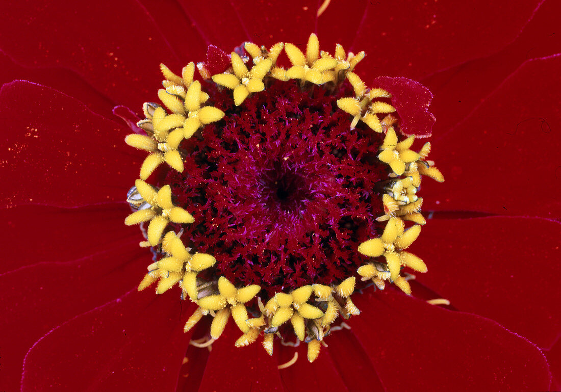 Zinnia Hybride 'Oklahoma Scharlach'