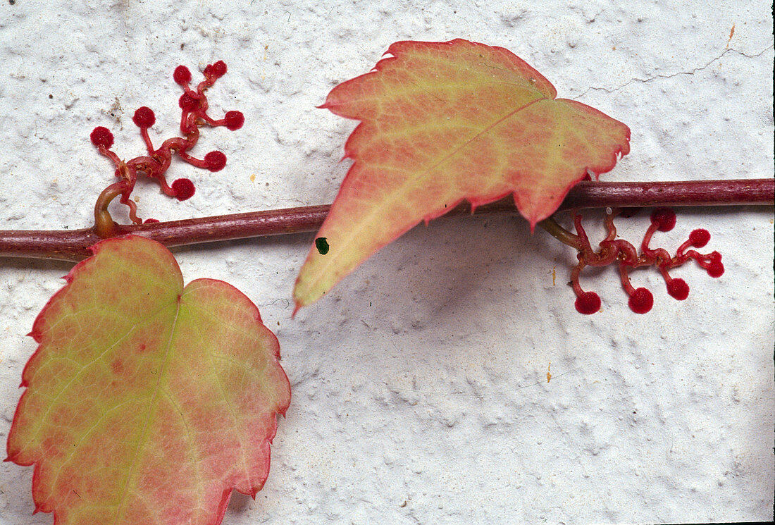 Parthenocissus adherent roots