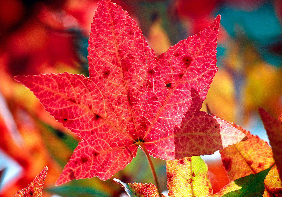 Liquidambar styraciflua (bilsted) in autumn leaves