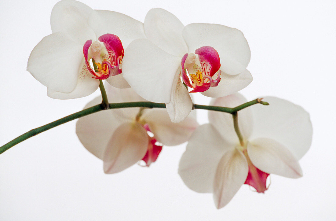Phalaenopsis-Hybr. Schmetterlingsblume