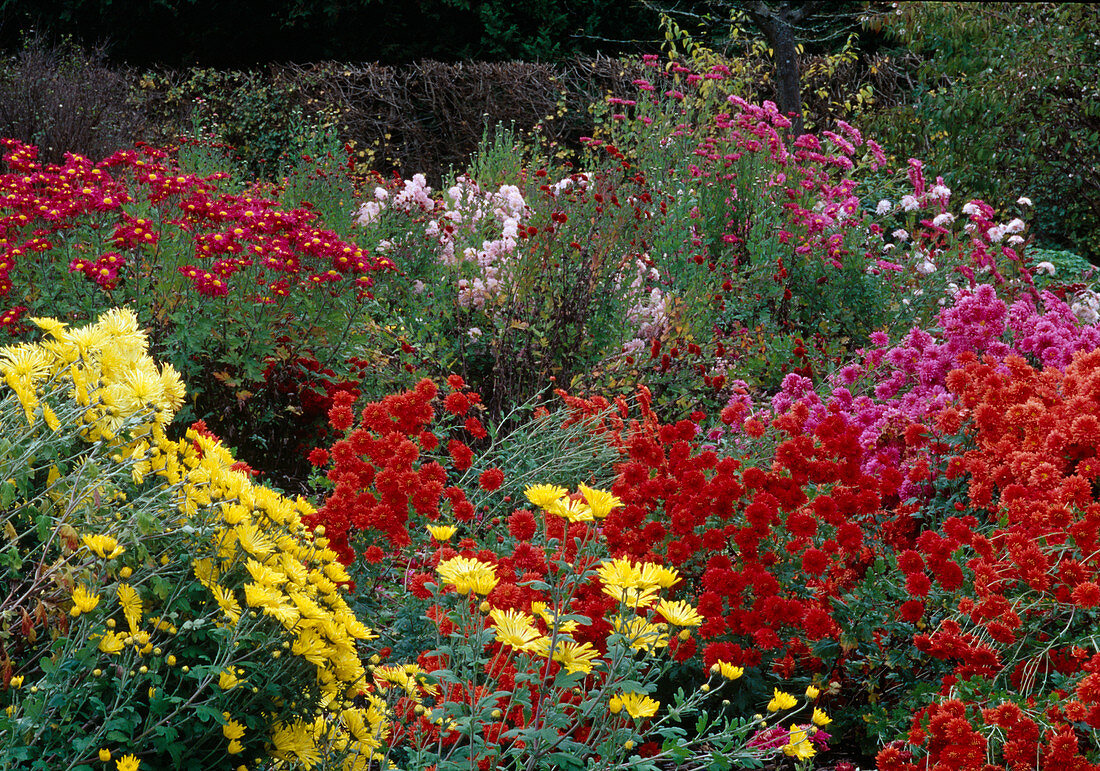 Chrysanthemum indicum (Herbstchrysanthemen)