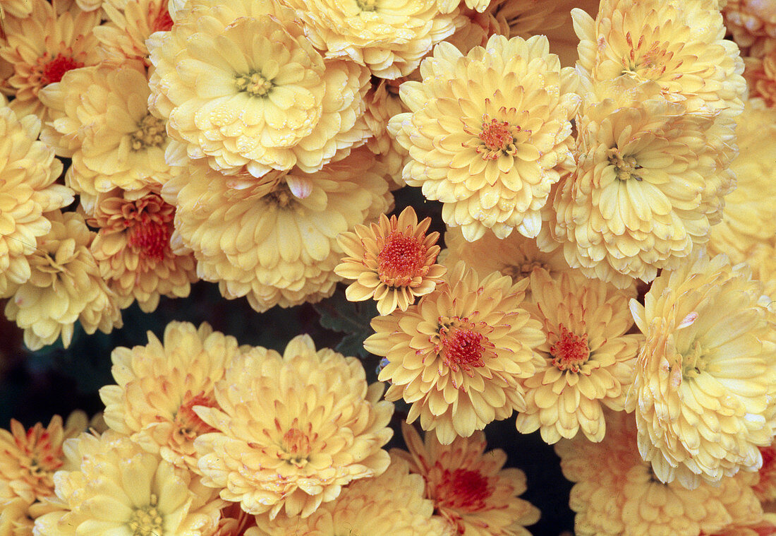 Chrysanthemum indicum 'Bienchen' (Autumn Chrysanthemum)