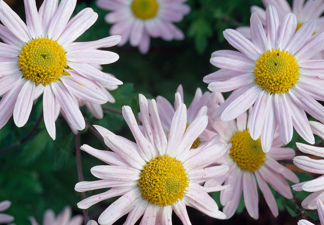 Chrysanthemum indicum 'L'Innocence' syn 'Lila Krähenwinkel'