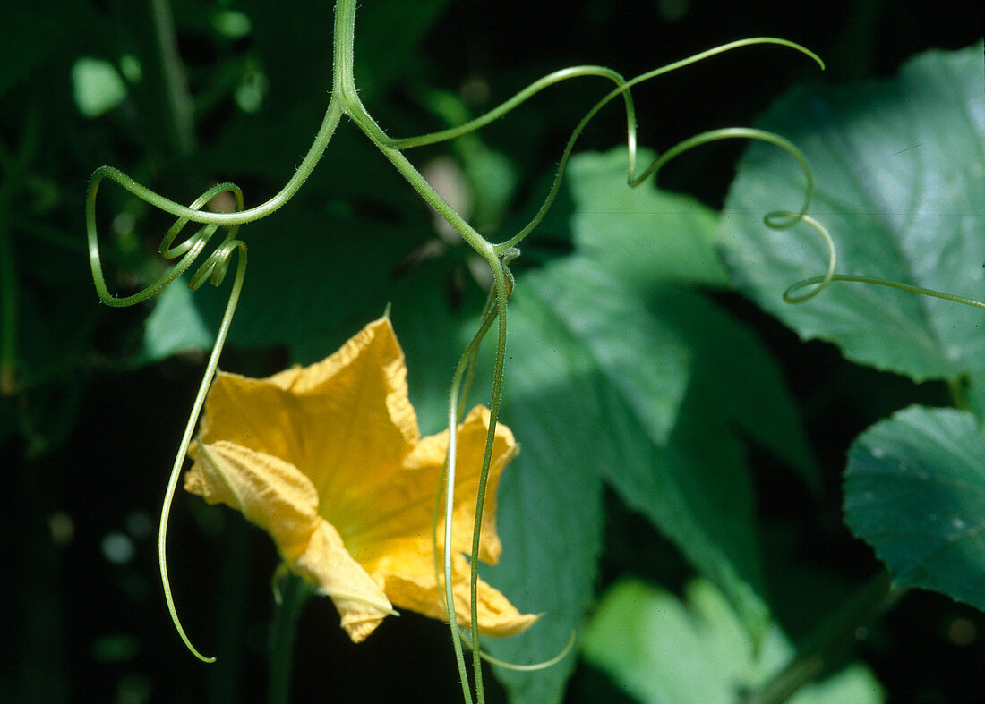 Cucumber vine (Cucumis)