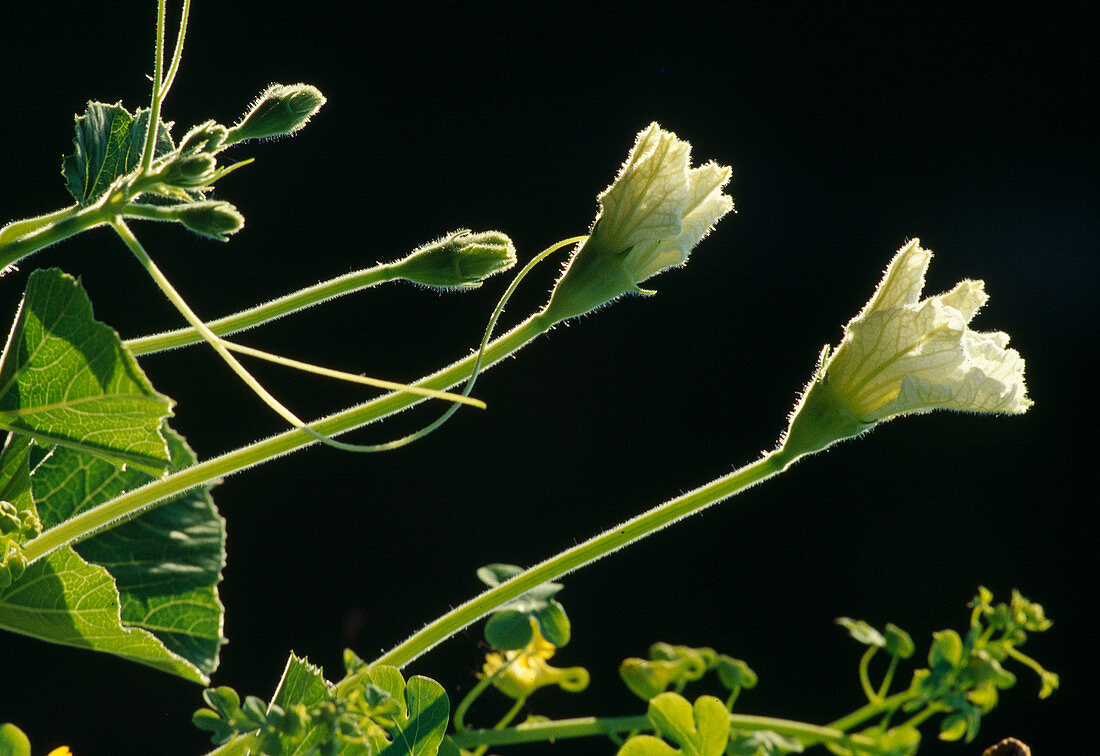 Male blossoms of bottle gourd (Lagenaria siceraria)