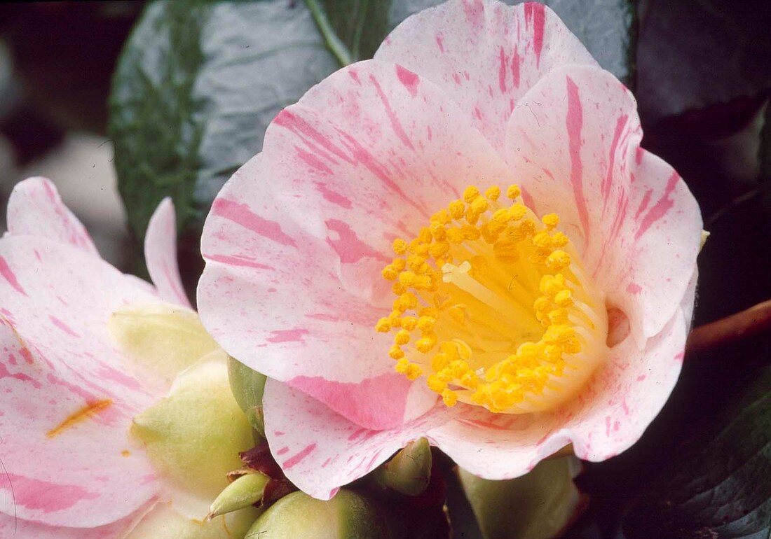 Camellia 'Oki-no-nami' (Camellia)