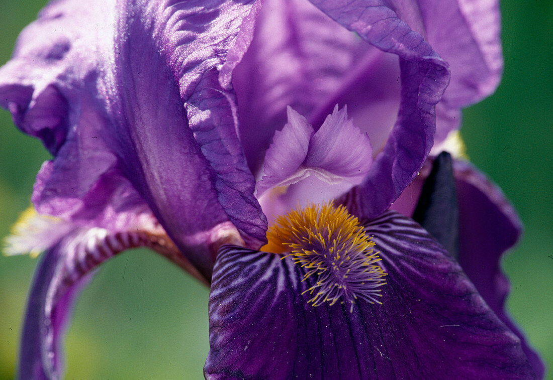 Iris barbata Elatior 'Dark Triumph' (Hohe Schwertlilie)