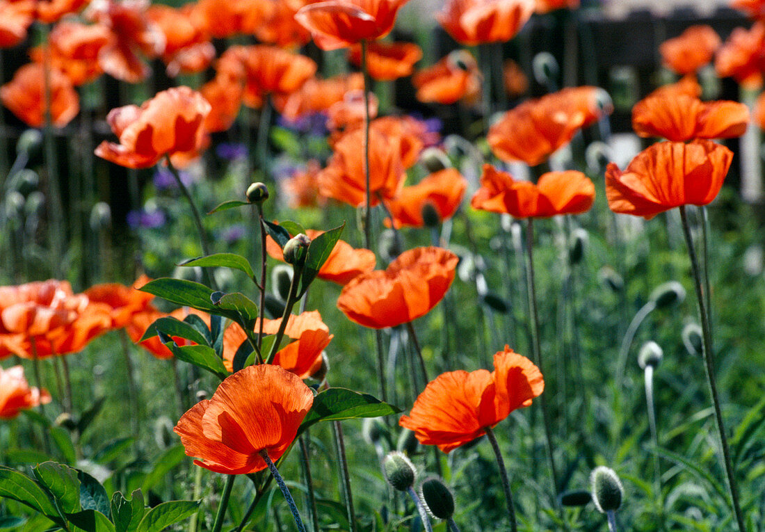 Papaver orientale (Turkish poppy) flowers and buds