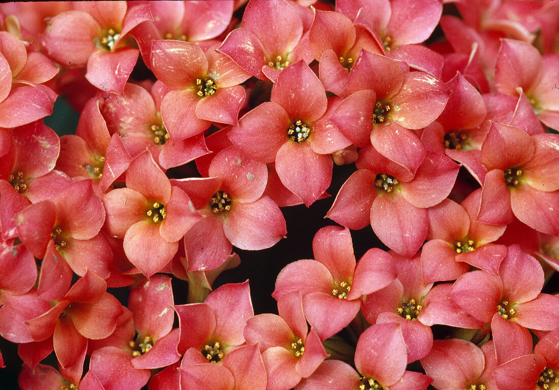 Kalanchoe blossfeldiana (Flaming Beetle) Bl 01