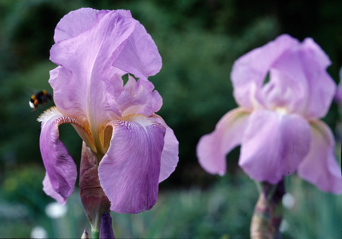 Iris Barbata Elatior 'Lovely Again' BL01