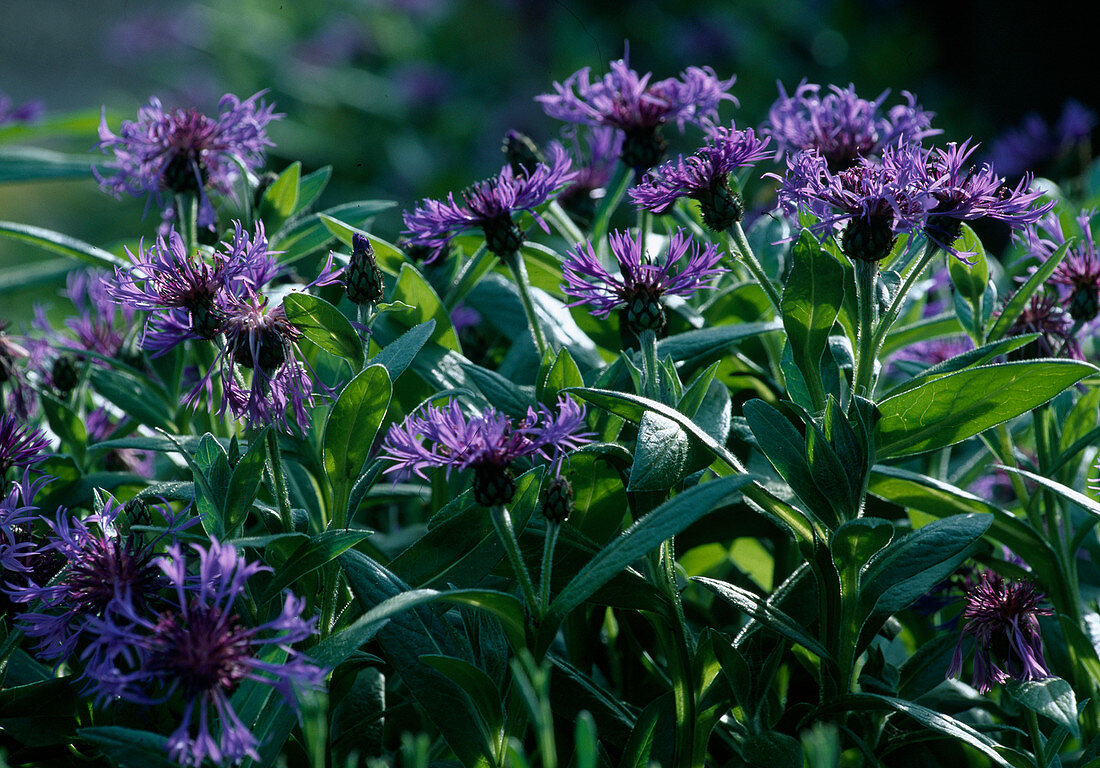 Centaurea montana (Mountain knapweed)