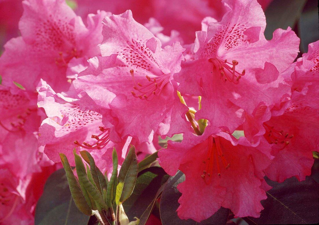 Rhododendron Williamsianum 'August Lamken' BL01