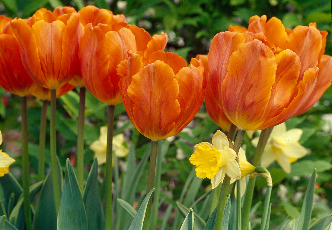 Tulipa 'Hermitage' (tulips)