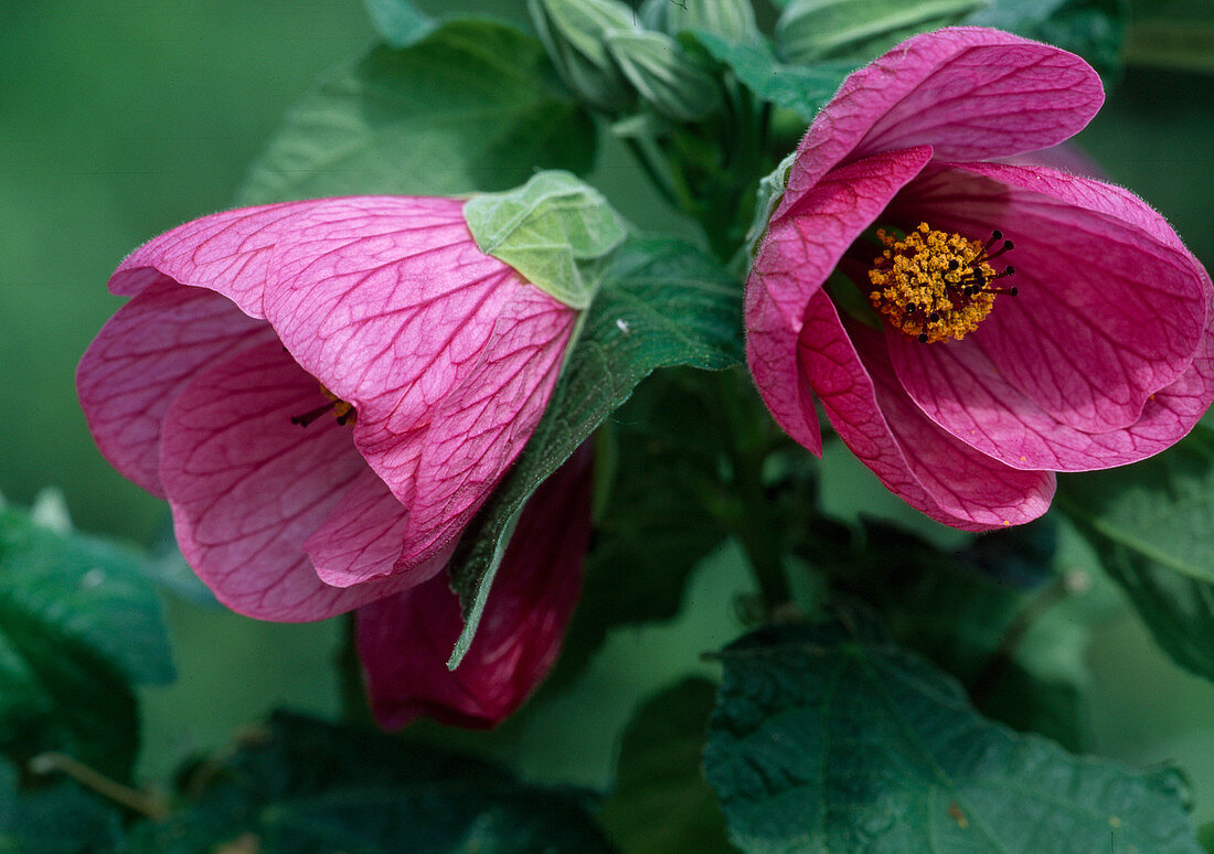 Abutilon hyb. 'Eric Lilac' (mallow) bl. 01