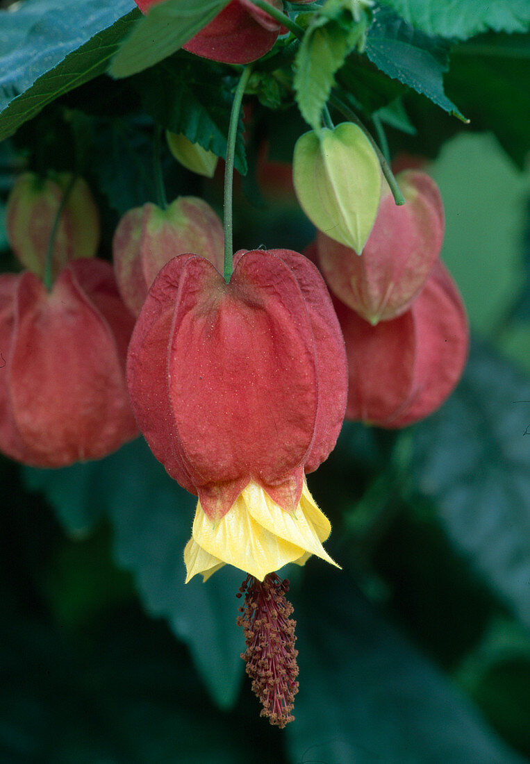 Abutilon megapotamicum 'Big Bell' BL01