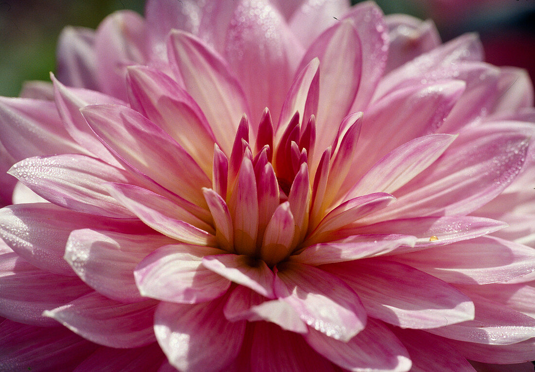 Dahlia 'Gallery Renoir' (Dahlie)