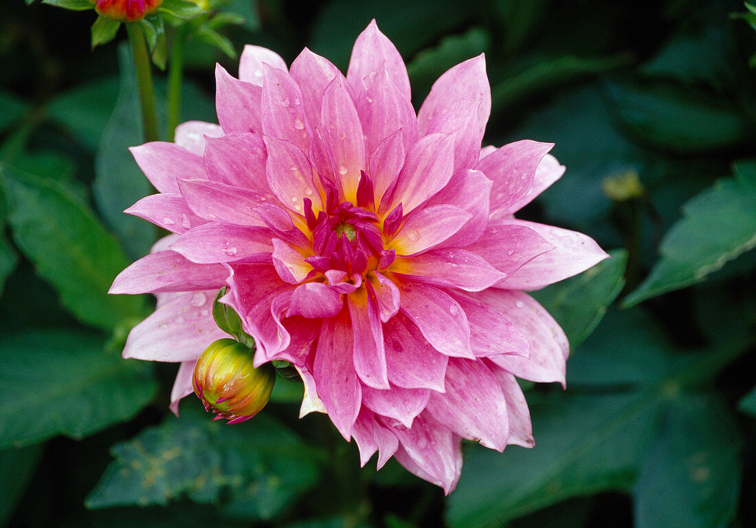 Dwarf Dahlia 'Gallery Renoir' BL01