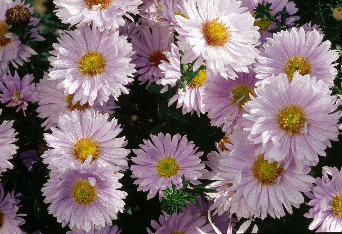 Aster novi-belgii 'Porcelain' (Autumn Aster) Bl 01