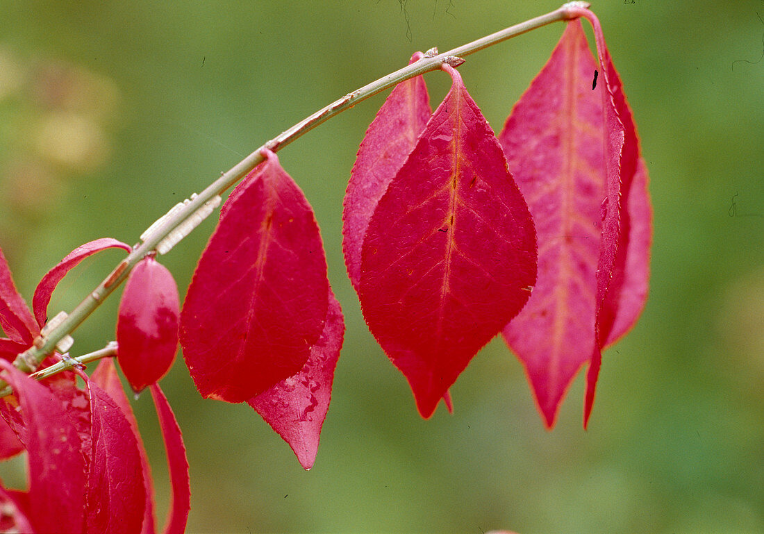 Euonymus alatus 'Compacta' (Korkleisten - Spindelstrauch) Bl 01