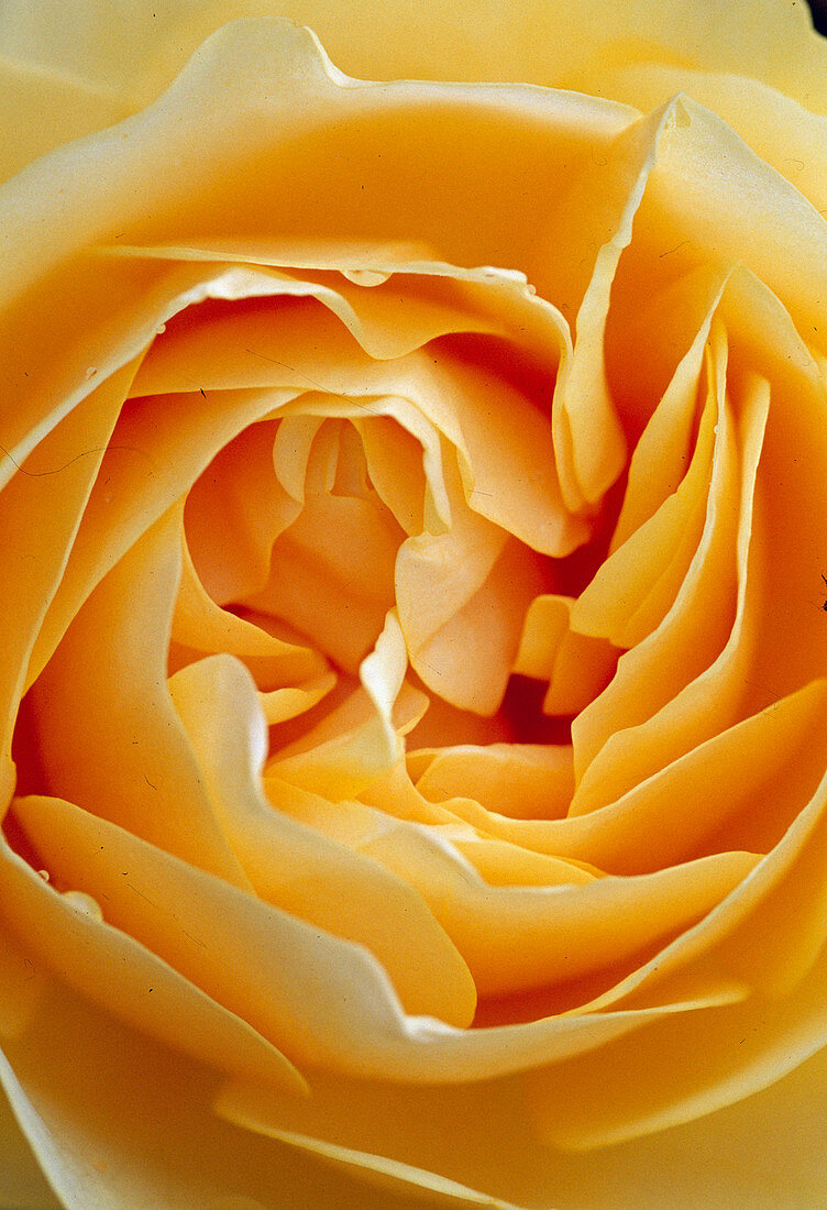 Rose Kordana yellow