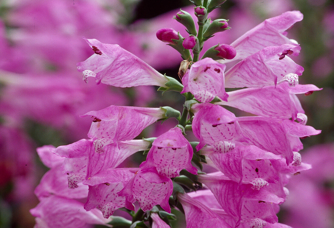 Physostegia virginiana 'Bouquet Rose' (Articulated flower)