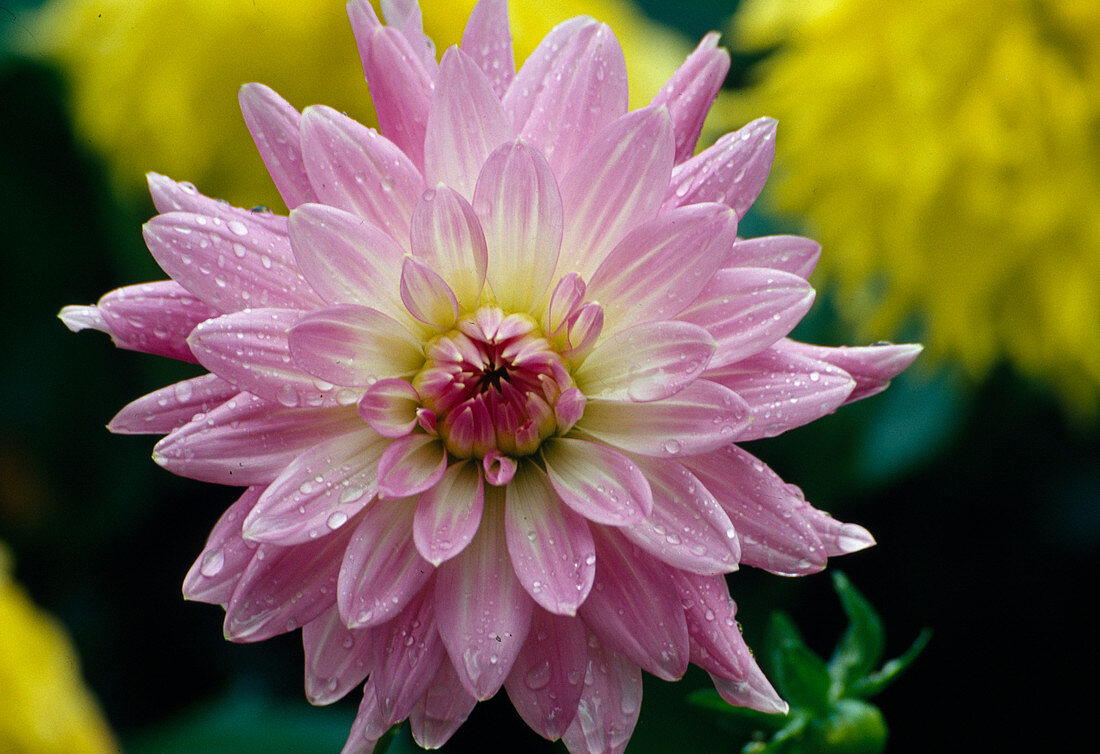 Dahlia 'Alexander von Humboldt' (Schmuckdahlie)