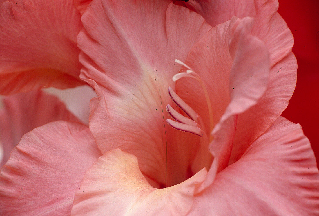 Gladiolus hybrids