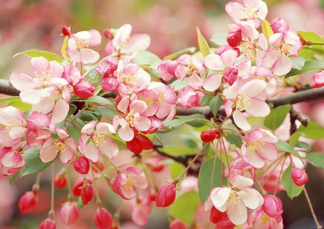 Flowers of Malus (ornamental apple)