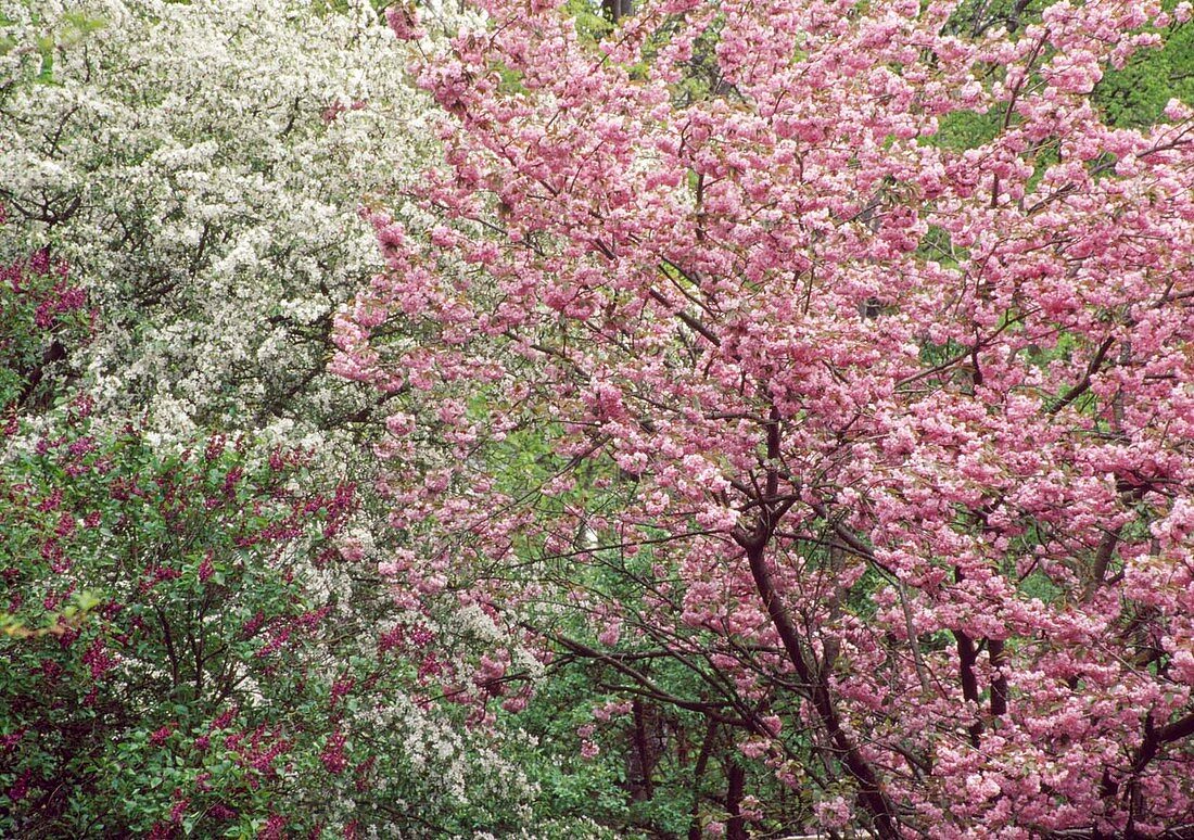 Prunus serrulata (Ornamental cherry)