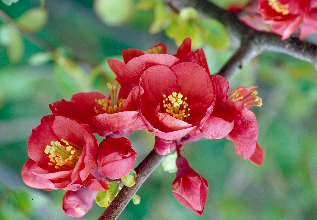 Chaenomeles superba 'Nicoline' (Scheinquitte)