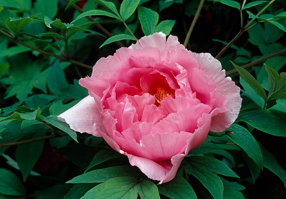 Paeonia suffruticosa 'Shin Toen' (Shrub Peony)