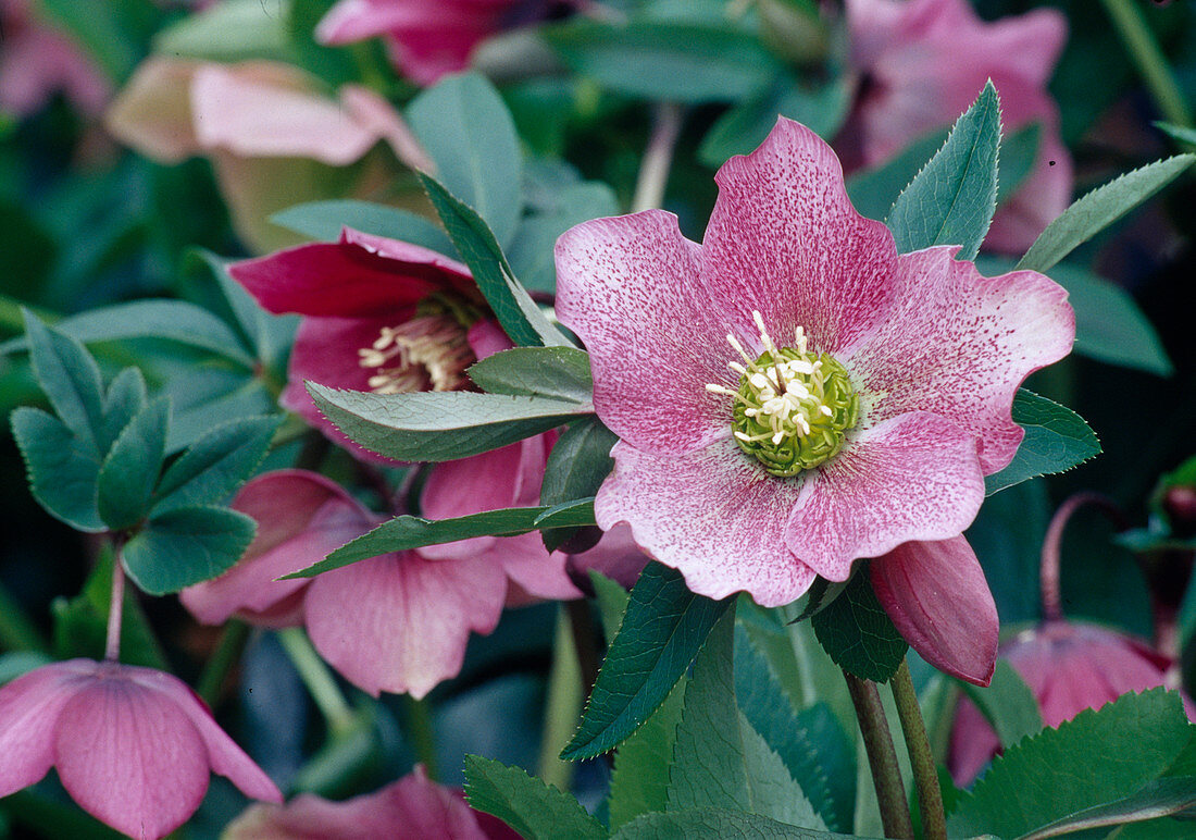 Helleborus orientalis (lenten hellebore) in glass vase on metal tray