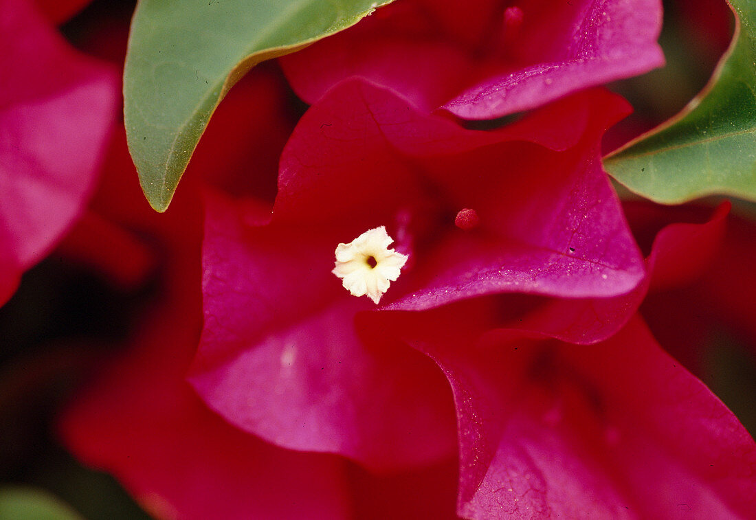 Bougainvilla Bl 01