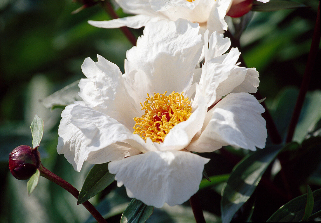 Paeonia suffruticosa 'Feng Dan Bai' (Shrub Peony)