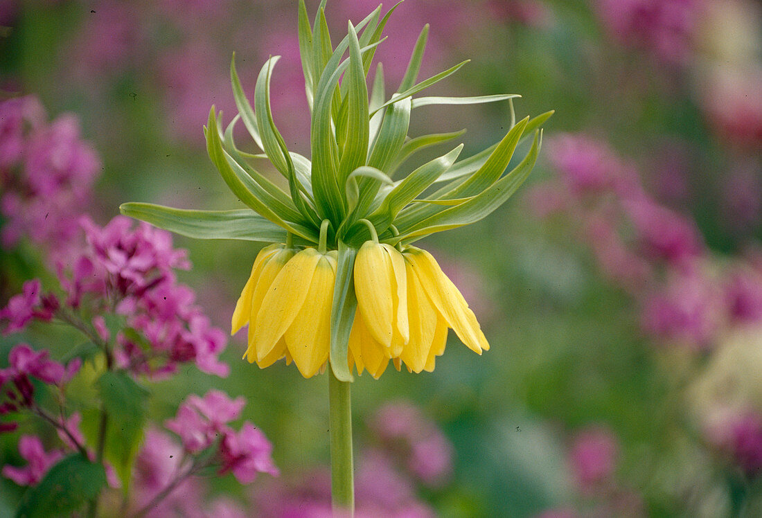 Fritillaria imperialis (Imperial Crown) Bl 01