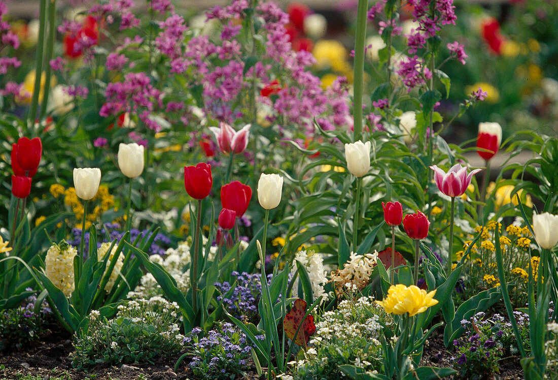 Colourful spring bed with Tulipa (tulips), Hyacinthus (hyacinths), Arabis (goose cress) and Myosotis (forget-me-nots)