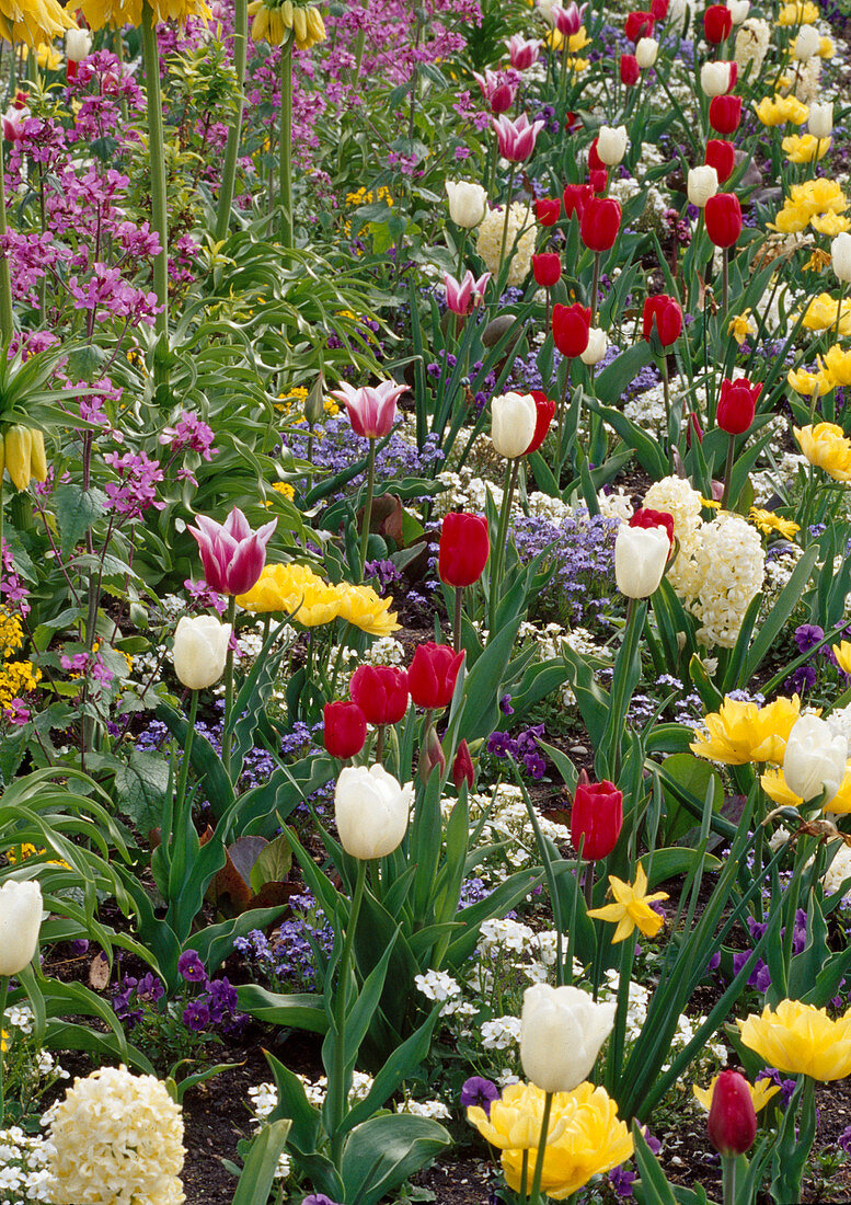 Buntes Frühlingsbeet mit Tulipa (Tulpen), Hyacinthus (Hyazinthen), Arabis (Gänsekresse), Fritillaria (Kaiserkrone), Myosotis (Vergißmeinnicht)