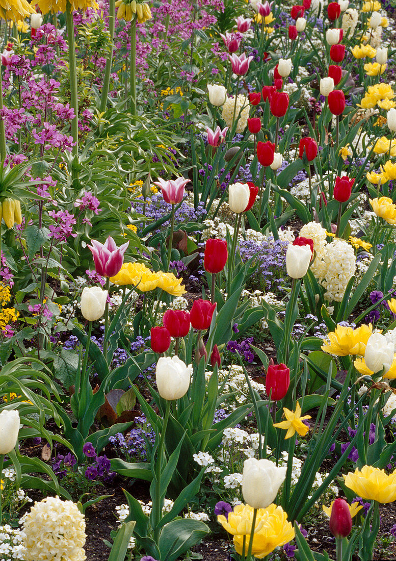 Colourful spring border with Tulipa (tulips), Hyacinthus (hyacinths), Arabis (goose cress), Fritillaria (imperial crown), Myosotis (forget-me-not)
