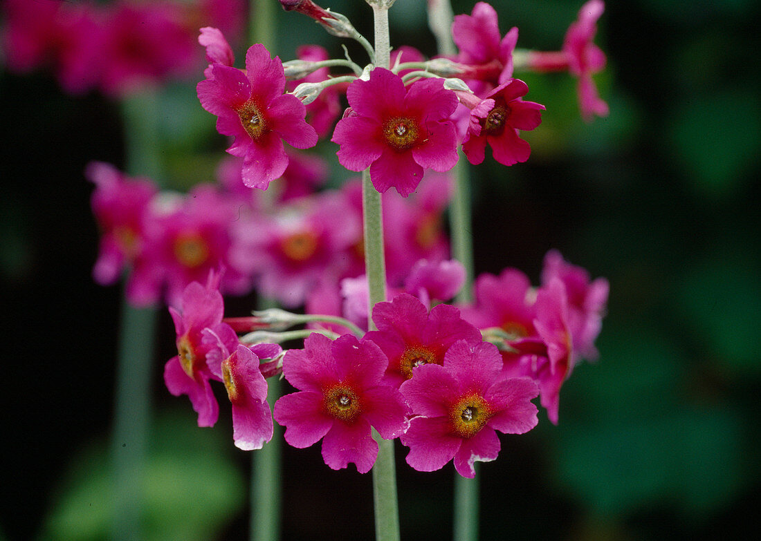 Primula beesiana (Primrose) Bl. 01