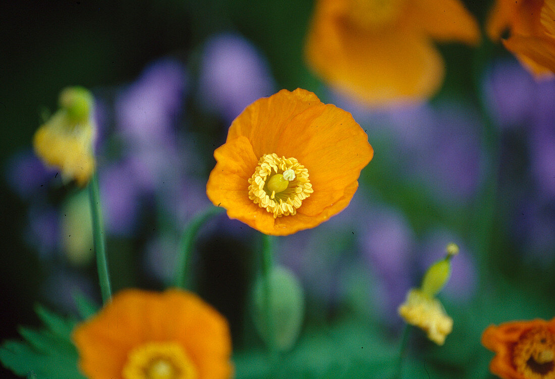 Meconopsis cambrica 'Aurantiaca' (Wood poppy) p. 01