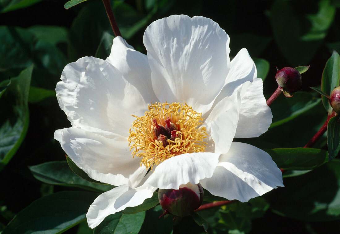 Paeonia lactiflora 'Jan van Leeuwen' (Peony Bl 01)