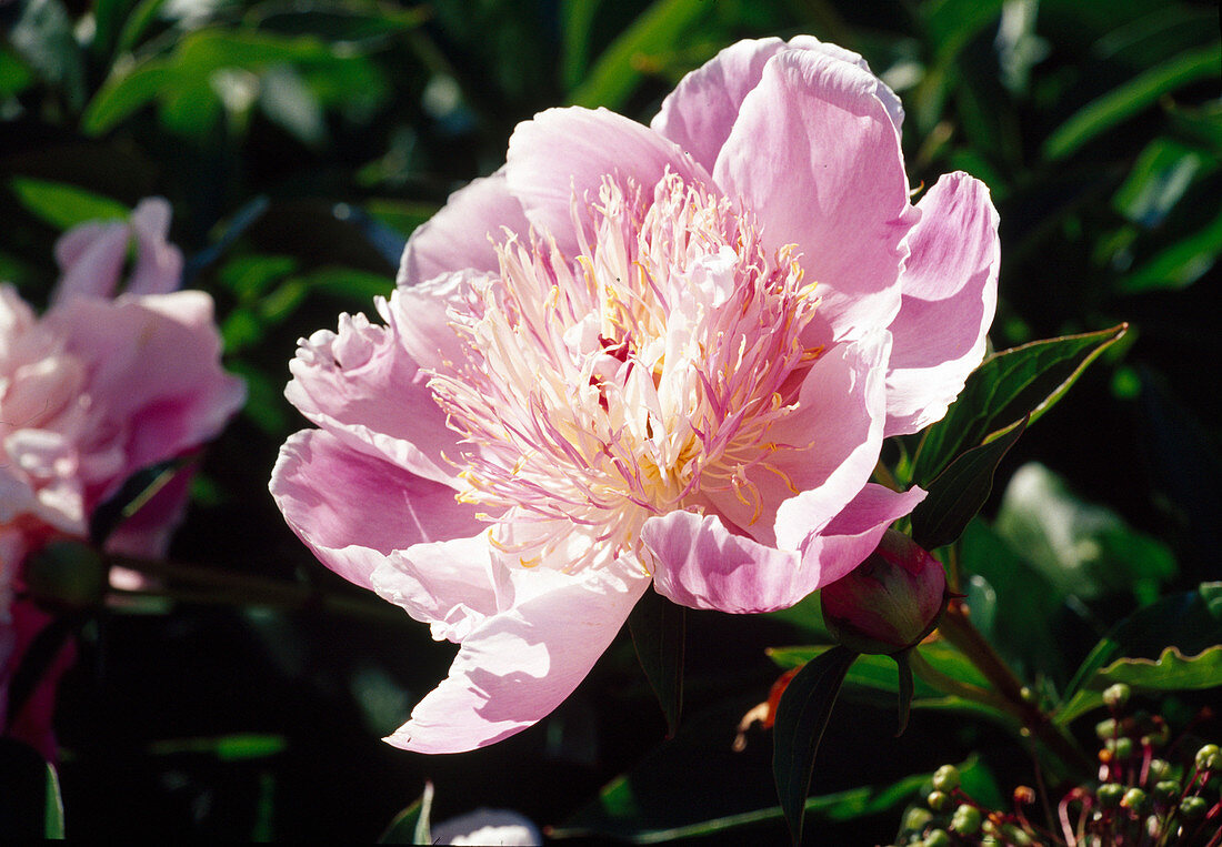 Paeonia lactiflora 'Do