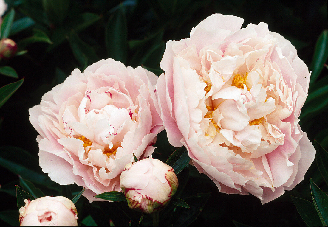 Paeonia lactiflora 'Marguerite Gerard' (Peony) Bl 01