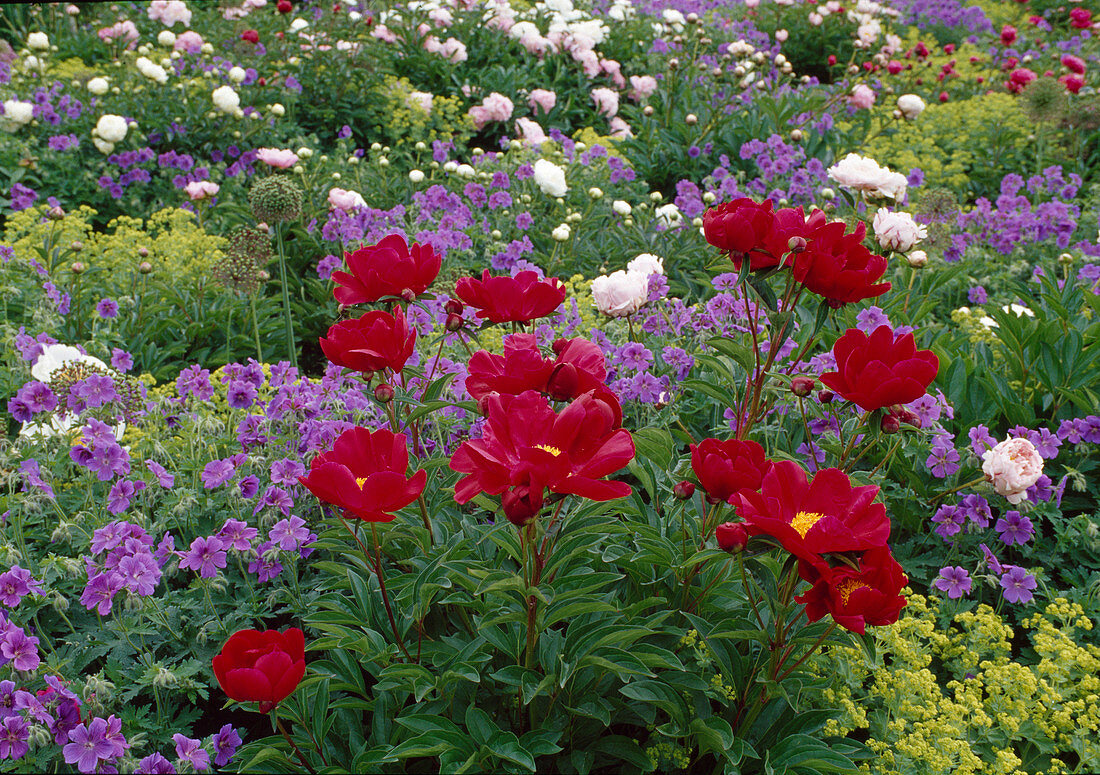 Paeonia lactiflora 'Balliol' (Peony) and Geranium (Cranesbill)