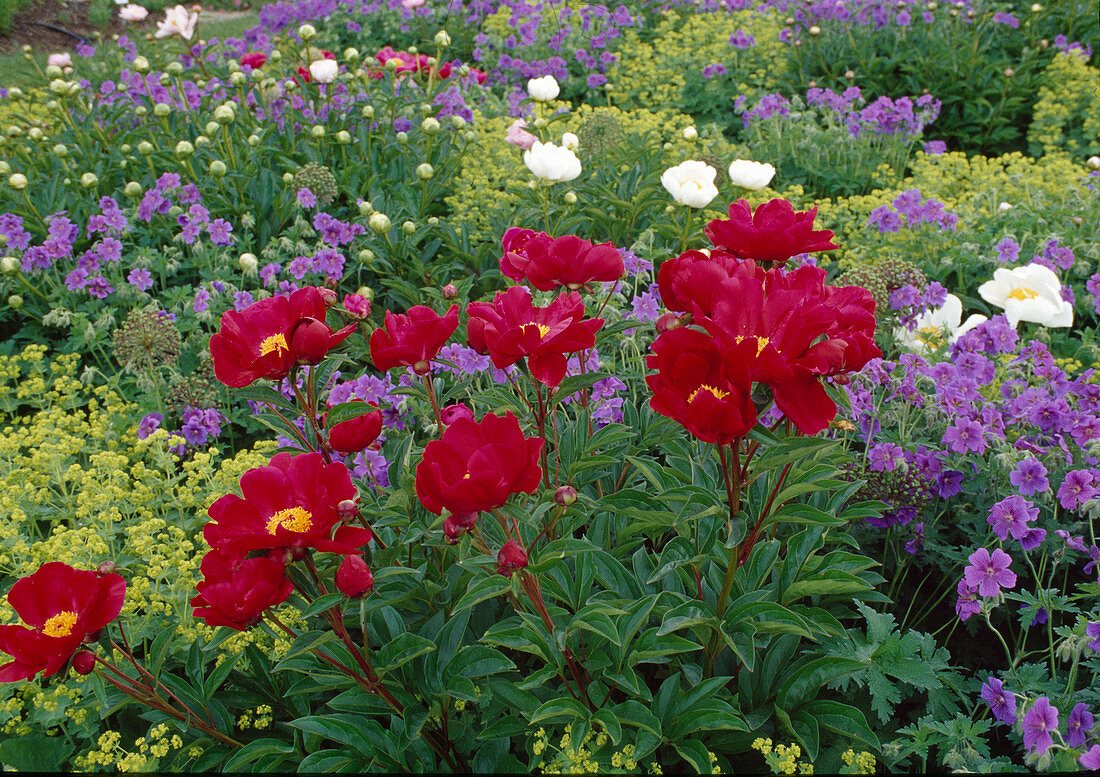 Paeonia Lactiflora 'Balliol'