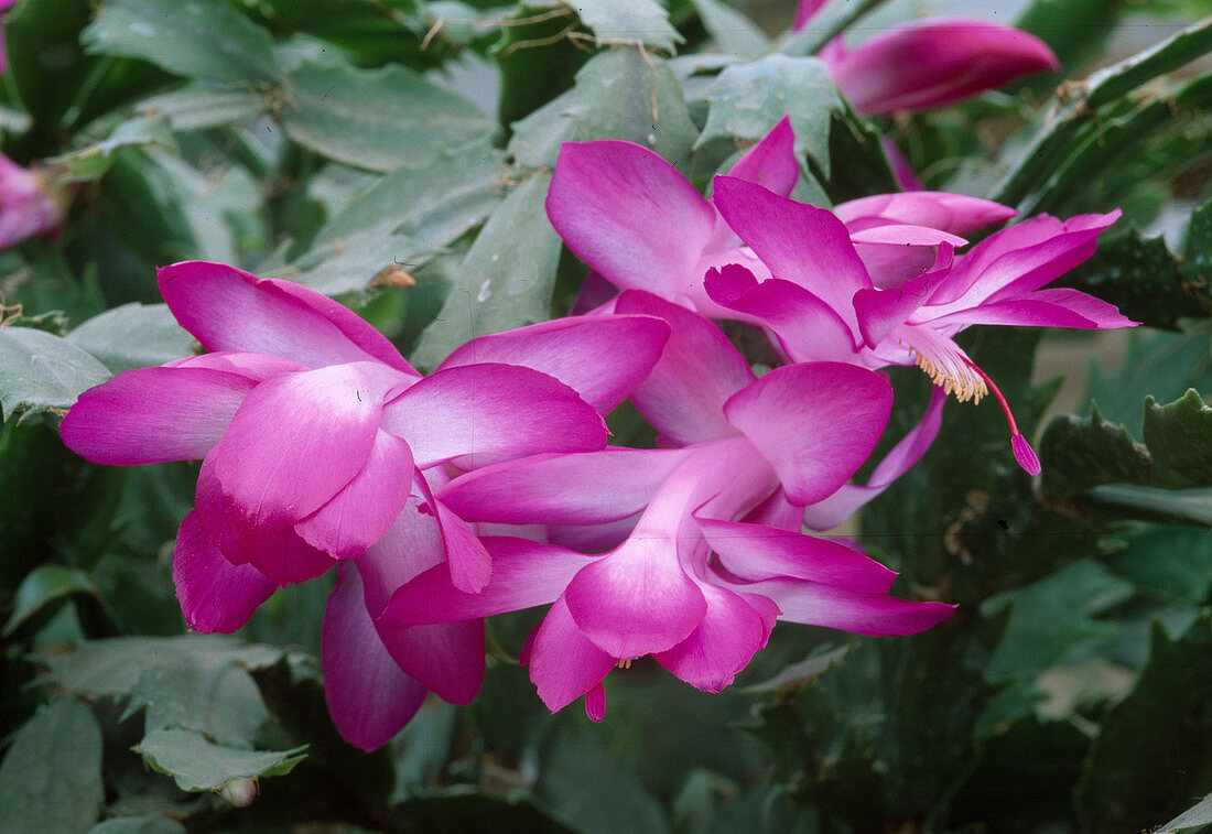 Schlumbergera Hyb. Christmas cactus Bl 00