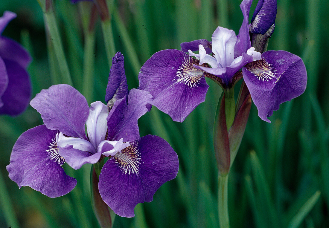 Iris sibirica 'Ruth Eicke' (Siberian meadow iris)
